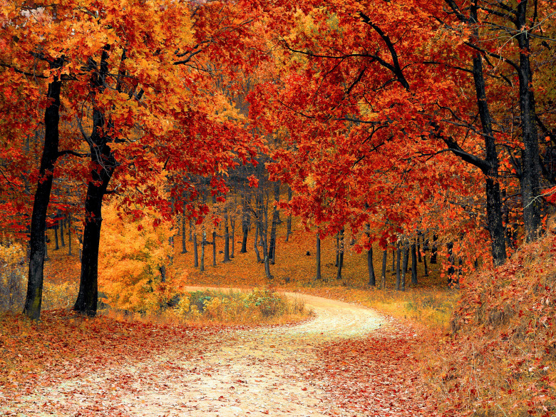 Fall beautiful colorful trees