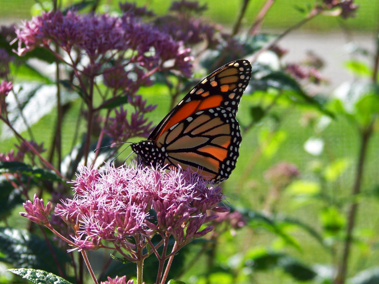 Beautiful Butterly sitting on a purple flower with green grass and bushes