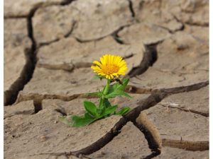 Yellow flower growing out of cracked old earth